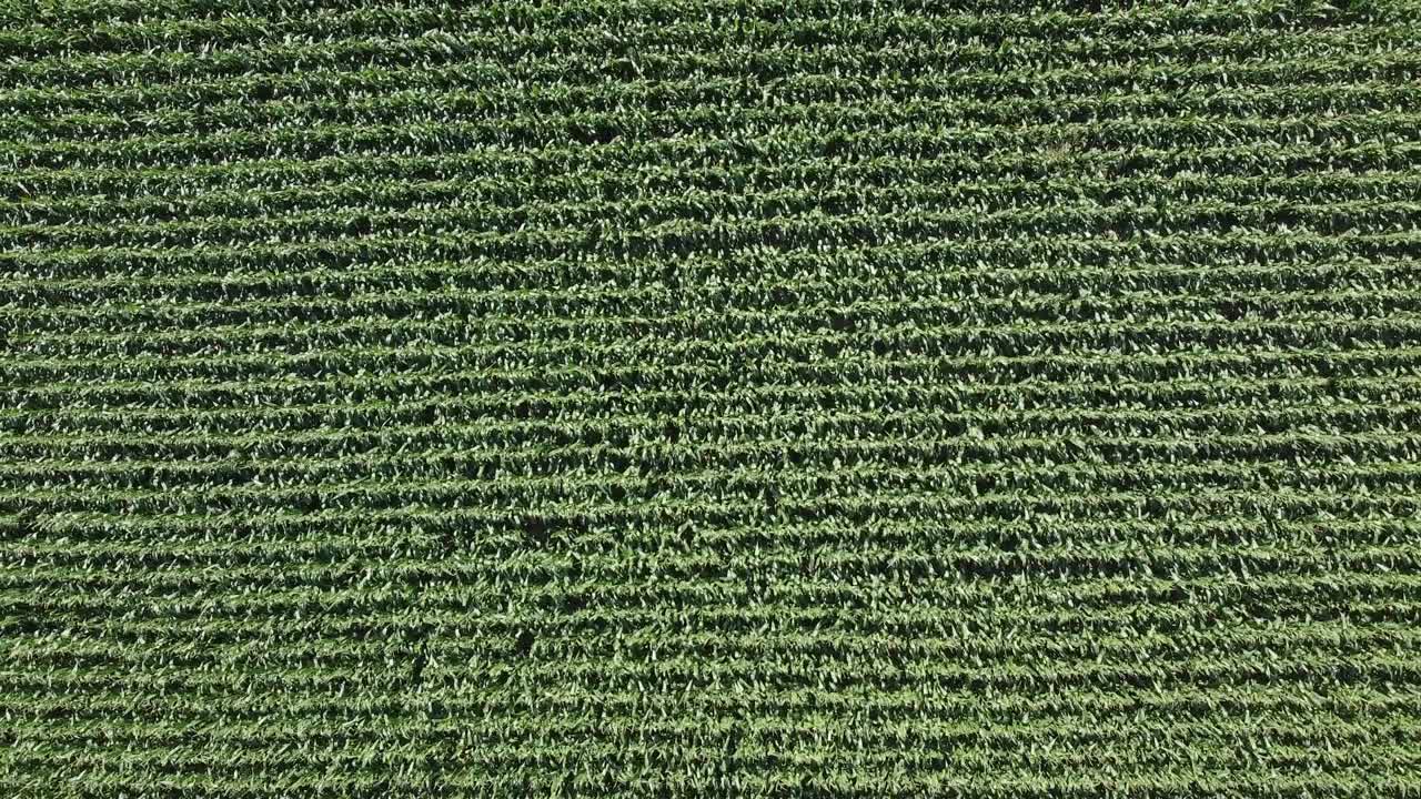 vista de arriba hacia abajo del campo de maíz verde en el campo italiano