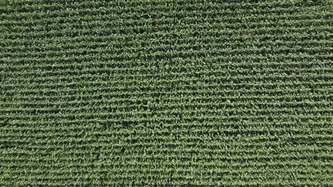 Vista-De-Arriba-Hacia-Abajo-Del-Campo-De-Maíz-Verde-En-El-Campo-Italiano