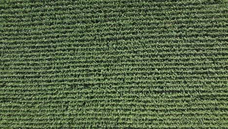 vista de arriba hacia abajo del campo de maíz verde en el campo italiano