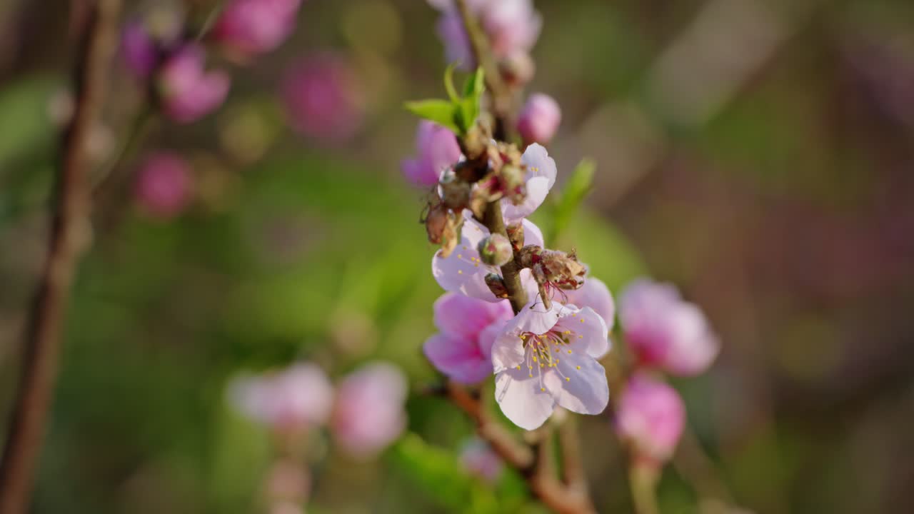 Peach Blossoms in Spring
