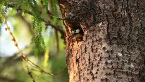 great spotted woodpecker leaves nest hole in tree and flies off through spring forest. handheld camera captures departure behavior at natural speed