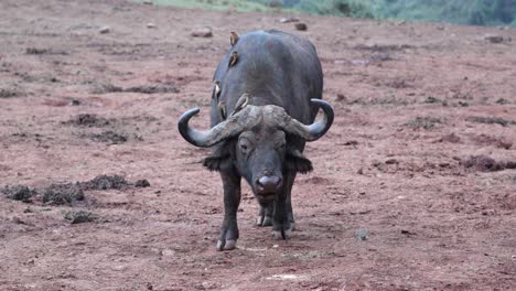 african cape buffalo chewing food while oxpecker eats parasite on its body