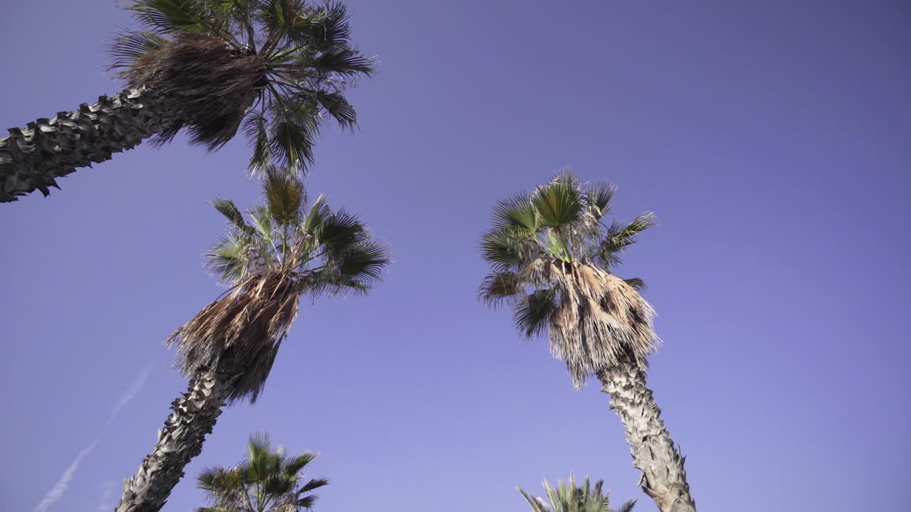 Three Tall Palm Trees Against The Clear Blue Sky With Birds Flying In Greece. - low angle shot