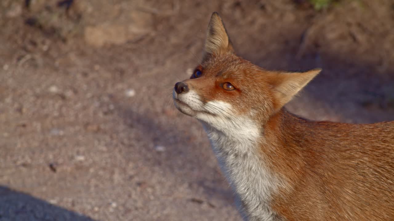 adorable zorro rojo disfrutando del sol de la hora dorada, primer plano de ángulo alto, portátil