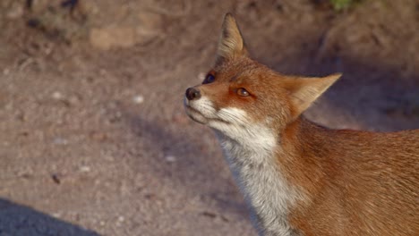 adorable red fox enjoying golden hour sunshine, high angle closeup, handheld