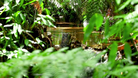 Pequeña-Cascada-En-Un-Bosque