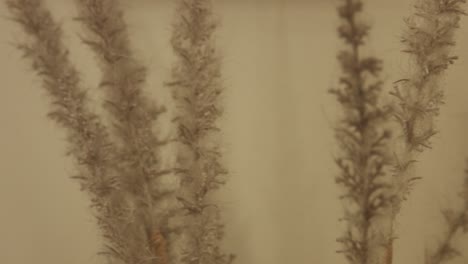 Pampas-Grass-macro-panning-shot