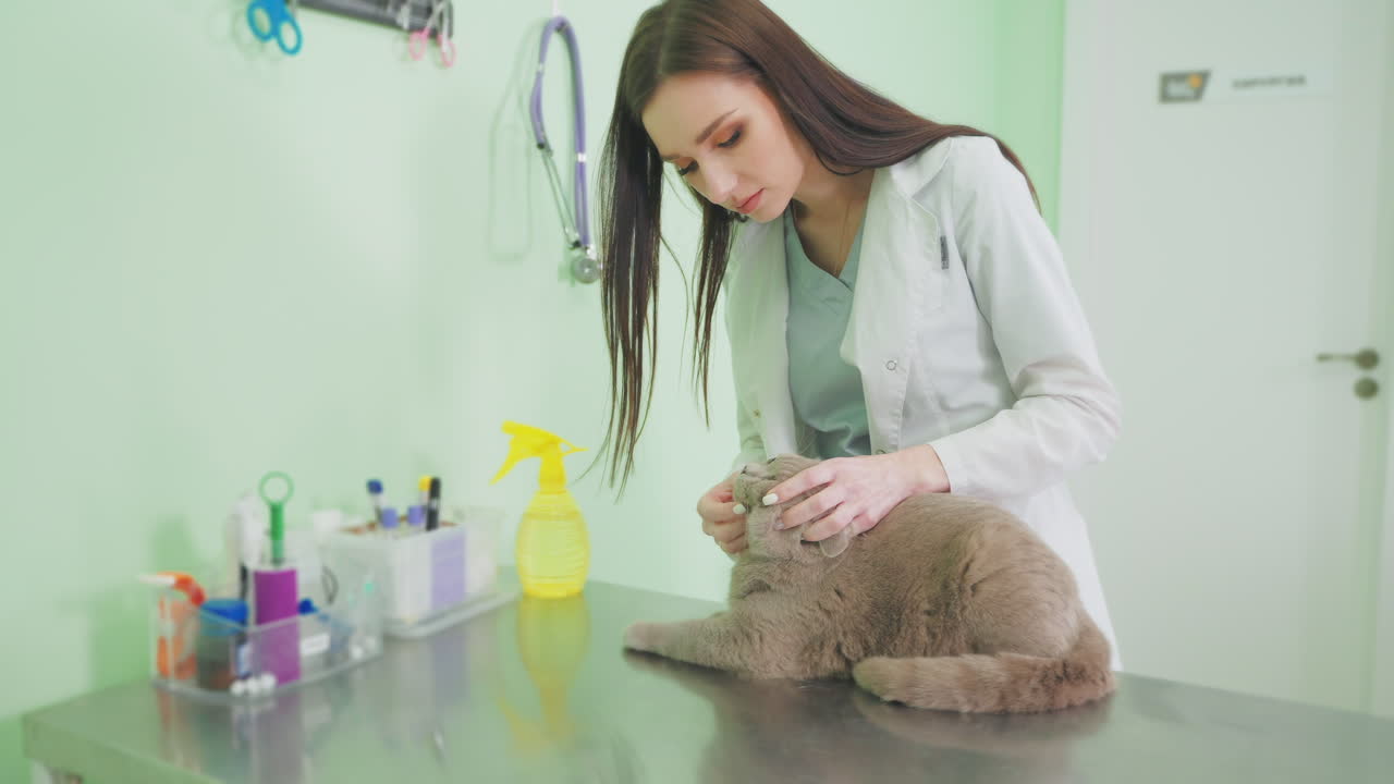 veterinario examinando a un gato