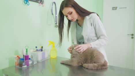 veterinarian examining a cat