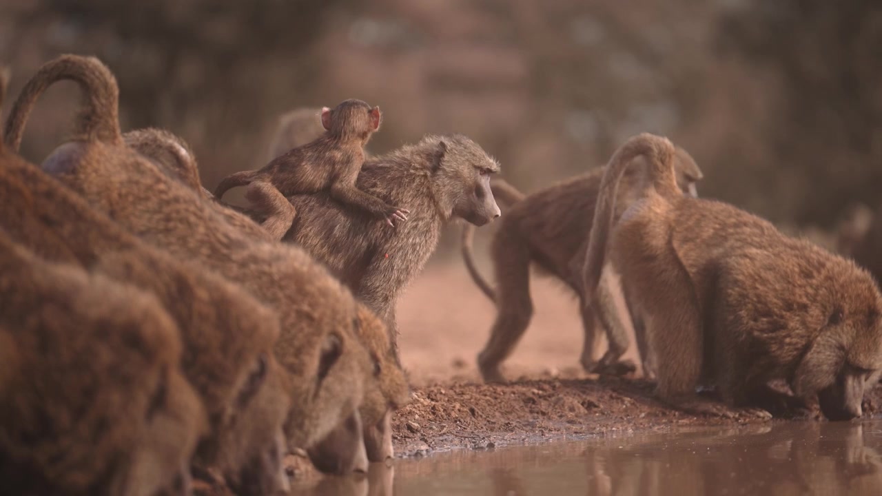 Kenya, Afrika'da bir su birikintisinde su içen yavru babunlar ve anneleri. Sevimli Afrika safari hayvanları yavruları, yaban hayatı ve doğa