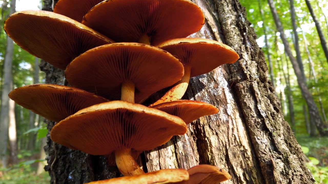 Pholiota aurivella. Forest mushrooms on the tree trunk.