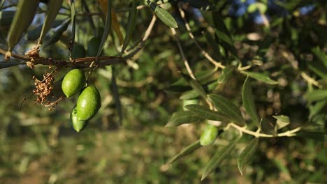aceitunas verdes en una rama de árbol