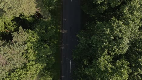 drone footage of a single car driving through a straight road surrounded by dense green forest. the trees cast long shadows over the asphalt, creating a peaceful and remote atmosphere.