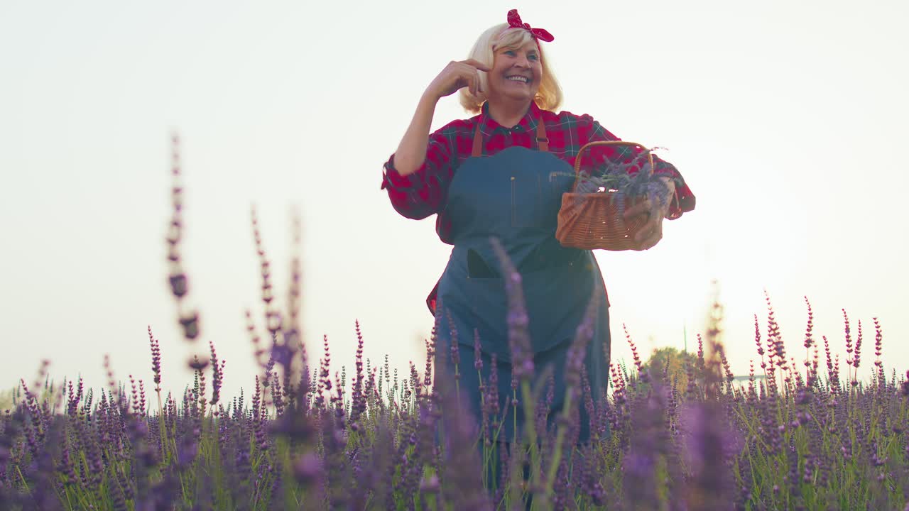 abuela anciana granjero recogiendo flores de lavanda en el campo, bailando, celebrando el éxito ganar