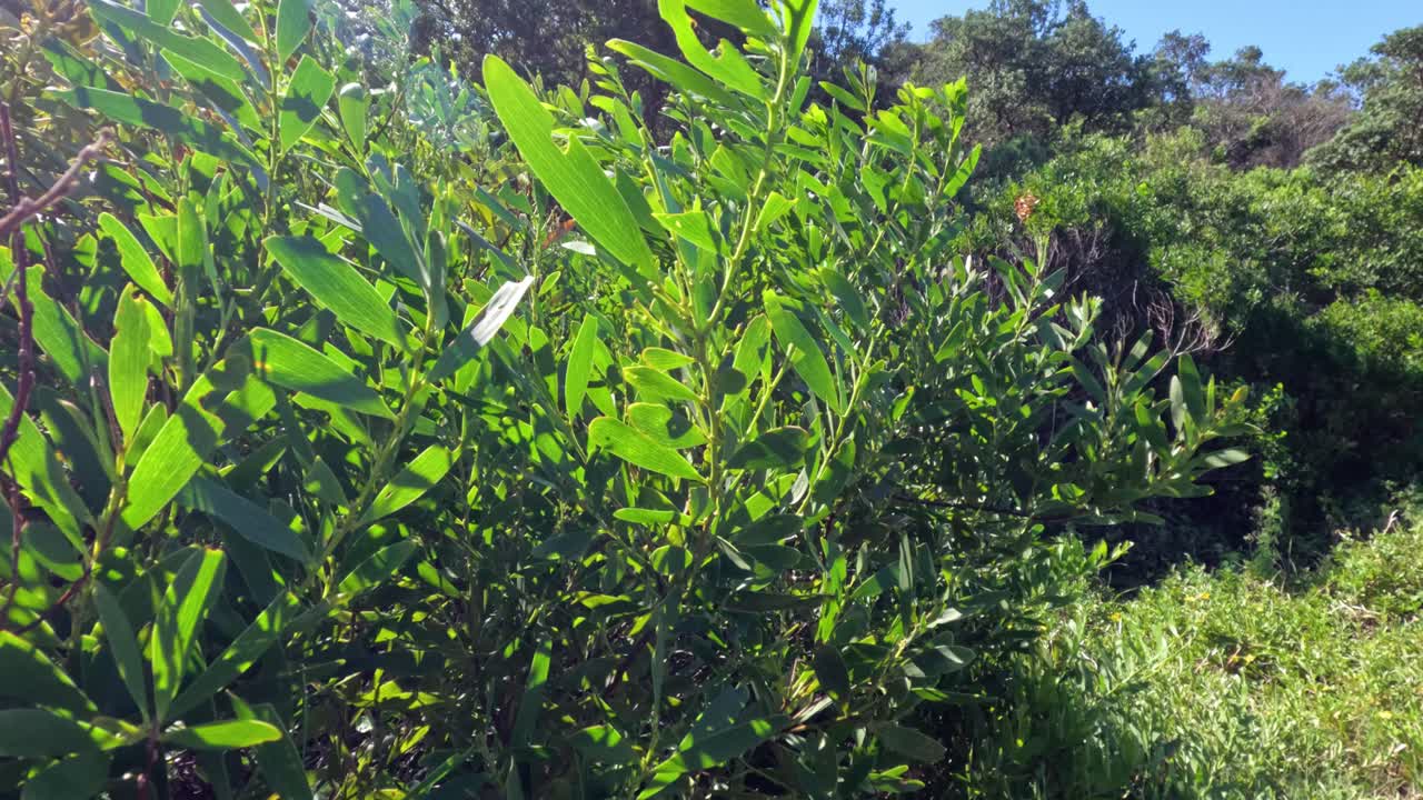 Fogliame verde e alberi in una foresta soleggiata