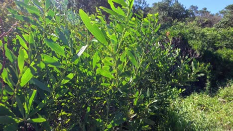 green foliage and trees in a sunny forest