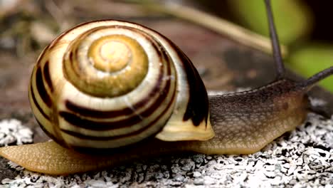 A snail crawling on the small rocks 4K FS700 Odyssey 7Q