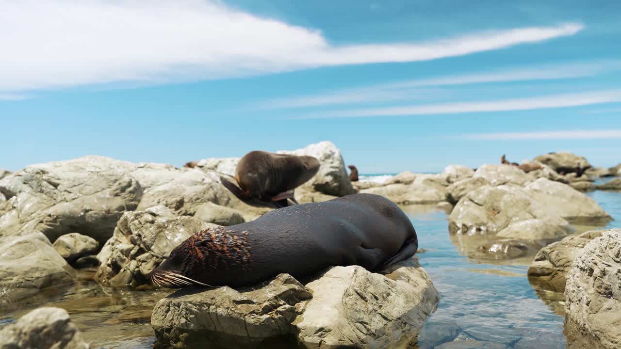 una foca linda durmiendo en la roca durante el día