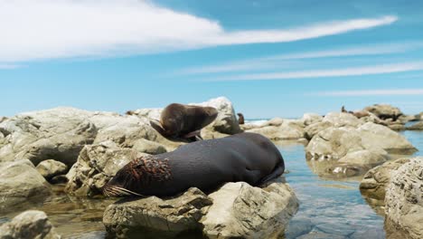 Linda-Foca-Durmiendo-En-Una-Roca-Durante-El-Día