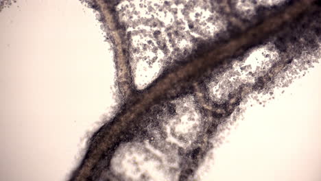 red de tubos del moho mucilaginoso physarum polycephalum que muestra la transmisión citoplasmática