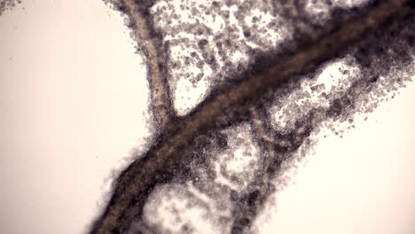 tube network of the slime mold physarum polycephalum showing cytoplasmic streaming