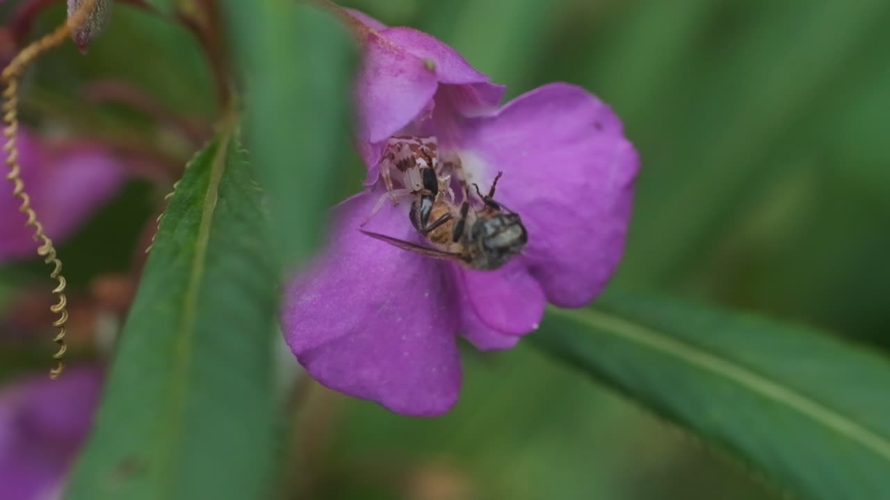 White flower crab spider feeding on a honeybee inside a flower close up