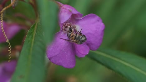 Araña-Cangrejo-De-Flor-Blanca-Alimentándose-De-Una-Abeja-Dentro-De-Una-Flor-De-Cerca