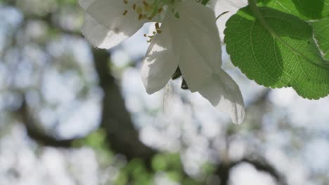 honeybee hanging on to moving white apple tree flower, slow motion