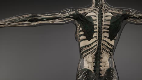 transparent human body with visible bones