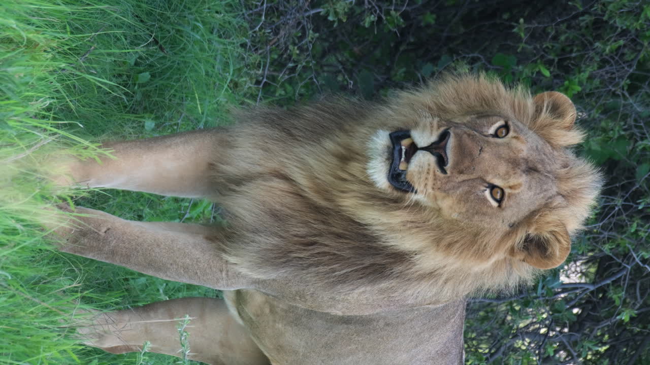 Vertikální pohled na lva s hustou hřívou stojícího v africké savaně.