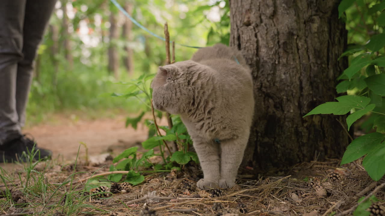 Gatto grigio che cammina accanto al proprietario in piedi lungo un sentiero nel bosco, passo costante, guinzaglio che penzola, tronco d'albero sullo sfondo, luce solare soffusa attraverso la volta, atmosfera calma e sicura, scena di legame all'aperto