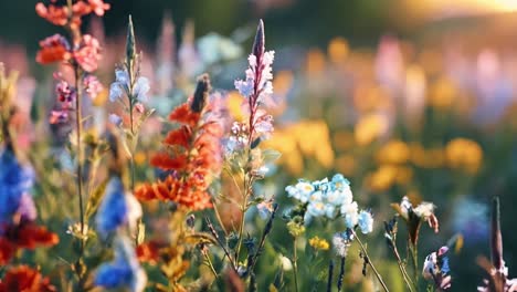 colorful wildflowers in a meadow at sunset