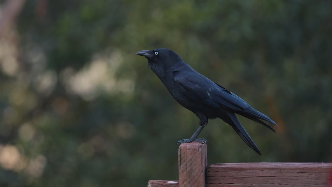 un cuervo posado en una valla de madera chirriando