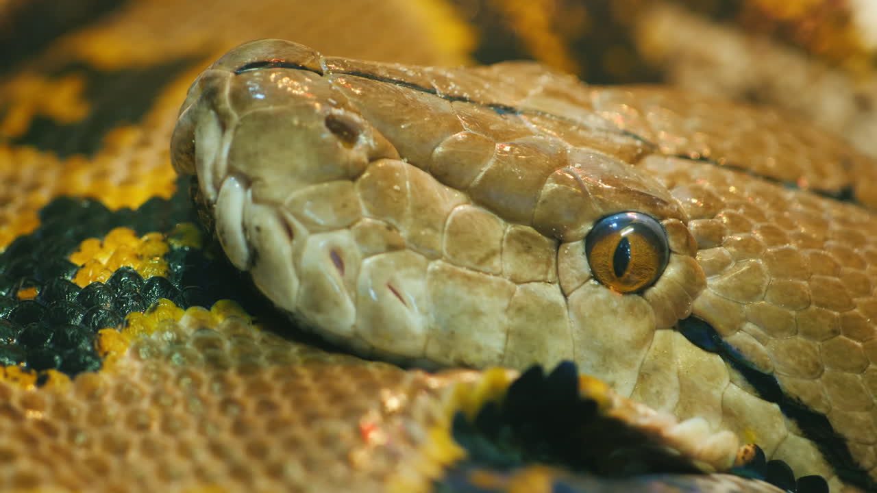 python head close up