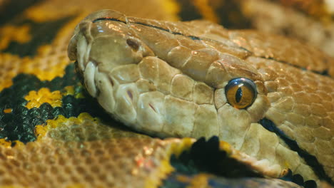 python head close up