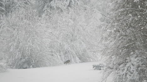 Ruhige-Winterszene:-Majestätisches-Reh-Auf-Einer-Verschneiten-Waldwiese