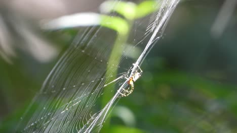 Araña-En-La-Web-Esperando-Orar,