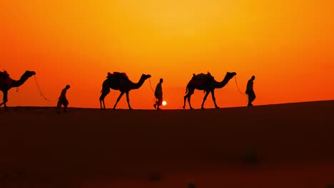 cameleers, camel drivers at sunset. thar desert on sunset jaisalmer, rajasthan, india.