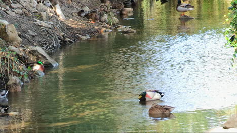 patos mallardos descansando en un arroyo poco profundo iluminado por la luz del sol