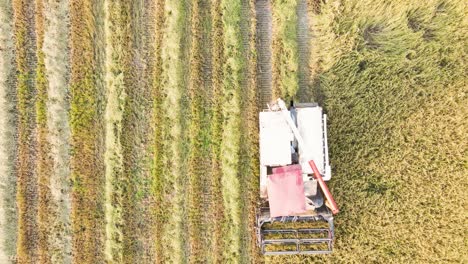 rice harvesting with combine harvester aerial drone view - vertical lines of crop, close up