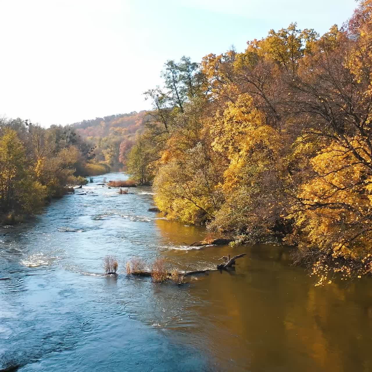 Fly over the rapid river. Quick flow of water among the bright banks. Aerial view of golden autumn day