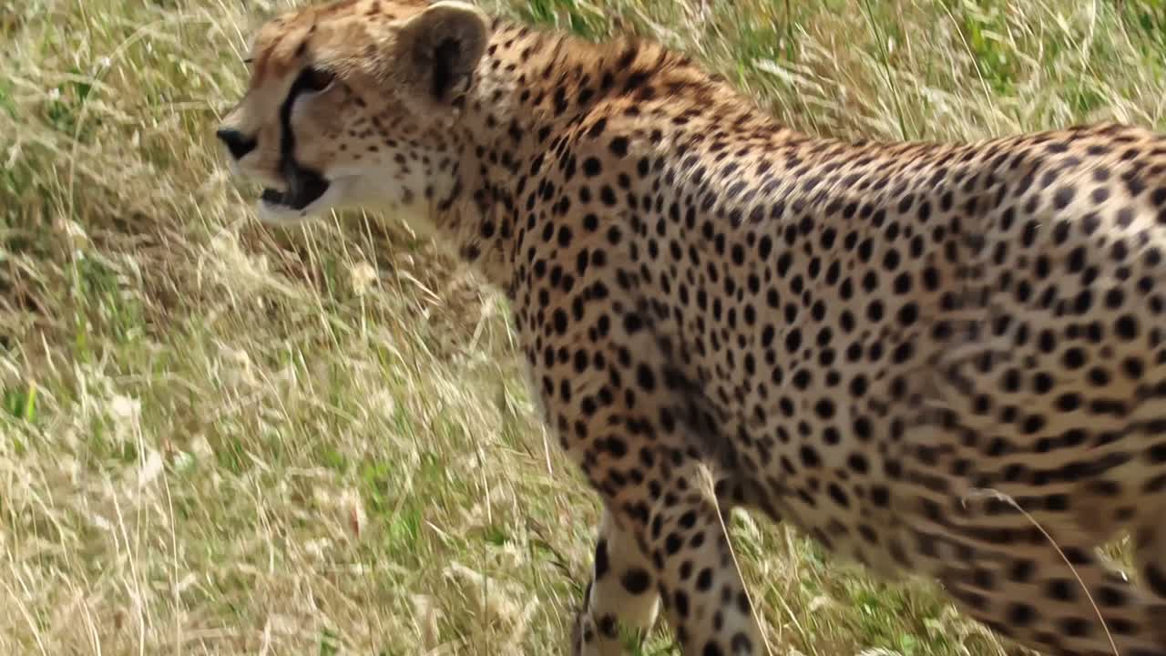 Eine Nahaufnahme eines einzelnen Geparden, der die weiten Ebenen des Serengeti-Nationalparks in Afrika patrouilliert. Eine filmische Wildtierszene, die Raubtierverhalten, eine offene Savannenlandschaft und ungezähmte Natur zeigt.