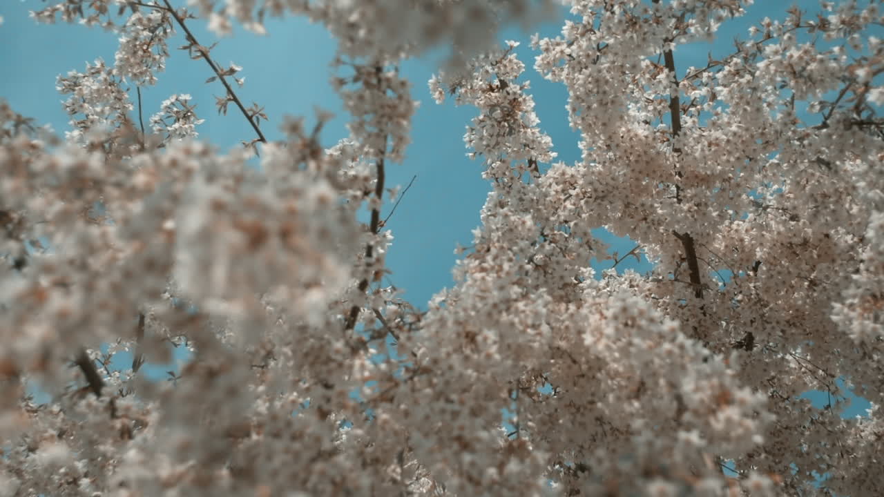 Cherry blossom trees swaying with wind