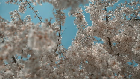 los árboles de cerezas en flor se balancean con el viento