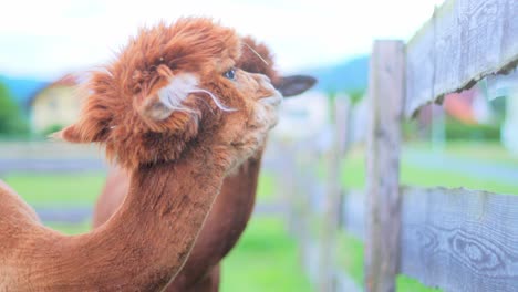 Aufnahme-Von-Zwei-Alpakas,-Die-Neugierig-Umher-Und-In-Die-Kamera-Blicken,-Die-Vor-Einem-Holzzaun-Stehen-Und-Gras-Mit-Feldern-Und-Häusern-Im-Verschwommenen-Hintergrund-Fressen