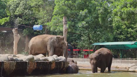 elephants at the zoo enjoying a water feature