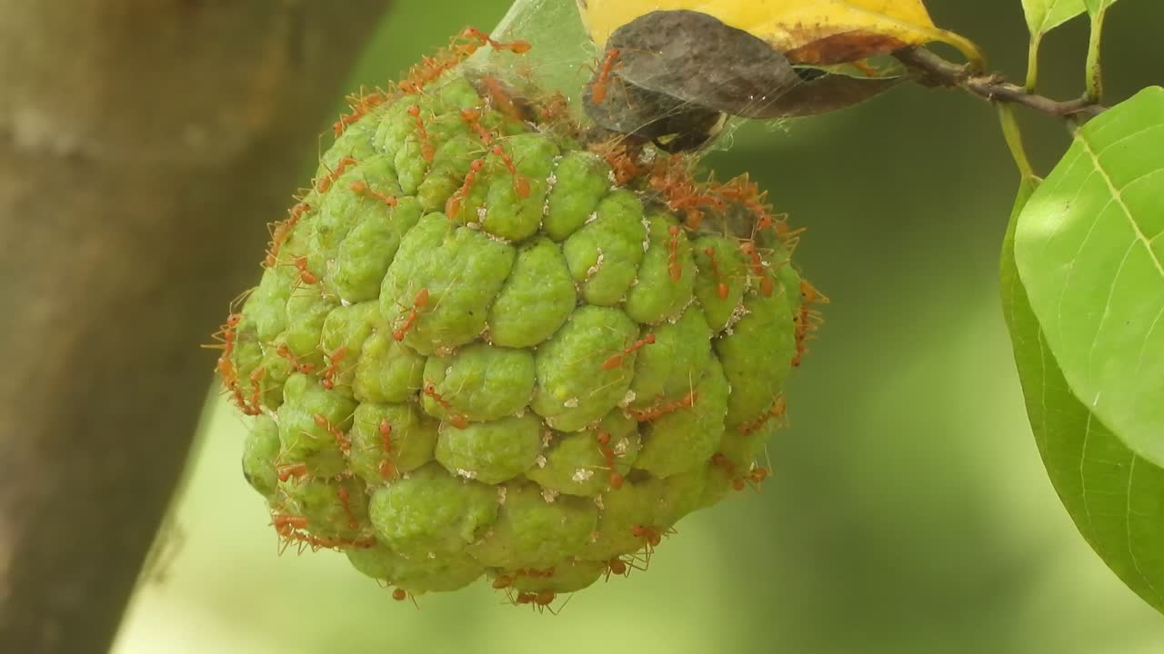 ⁇ 은 개미 - 과일 - 초록색 .집