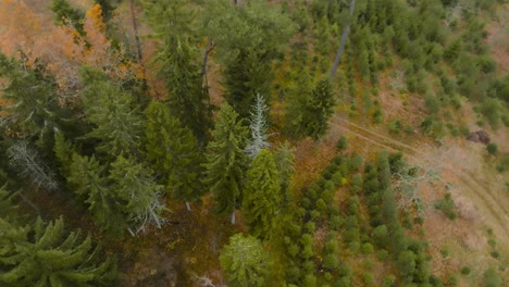 Vista-Aérea-De-Un-Coche-Aparcado-En-Lo-Profundo-Del-Bosque-Entre-árboles-Altos