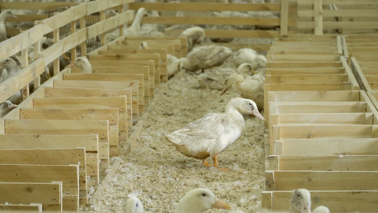 утки на птицеводческом ферме