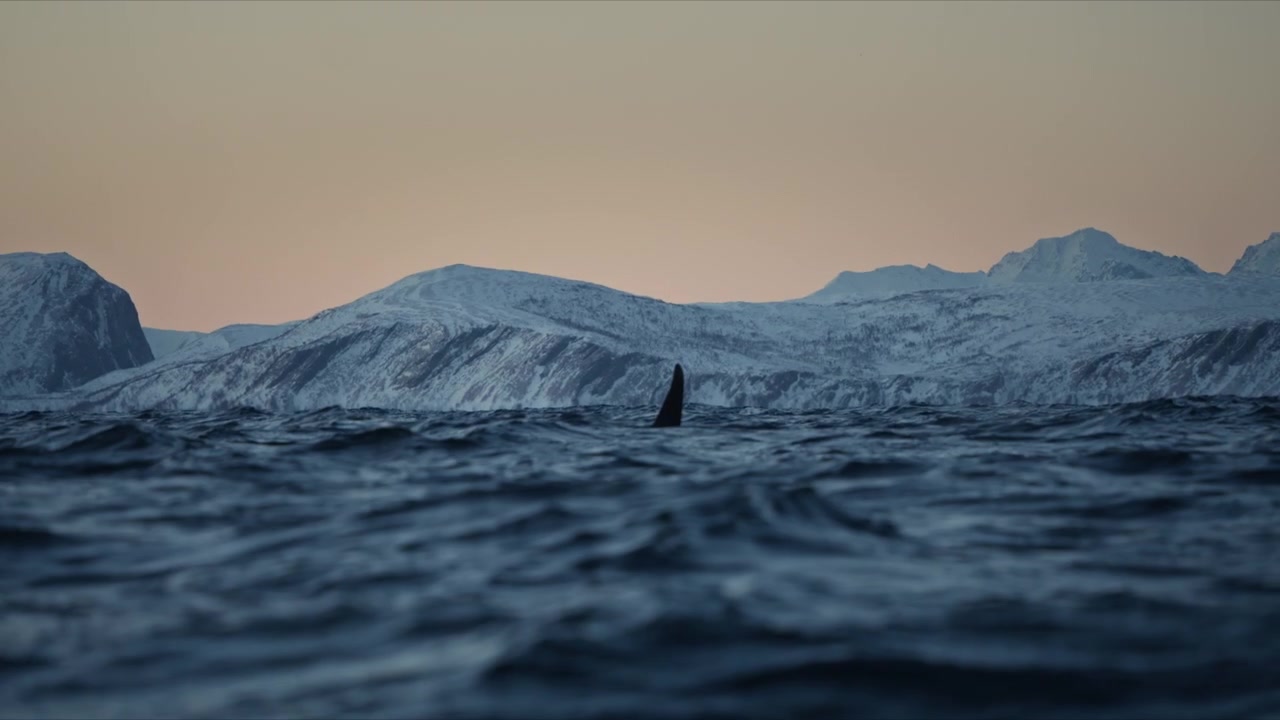 Spækhugger bryder overfladen med synligt udblæs over en arktisk fjord i skumringen i Norge